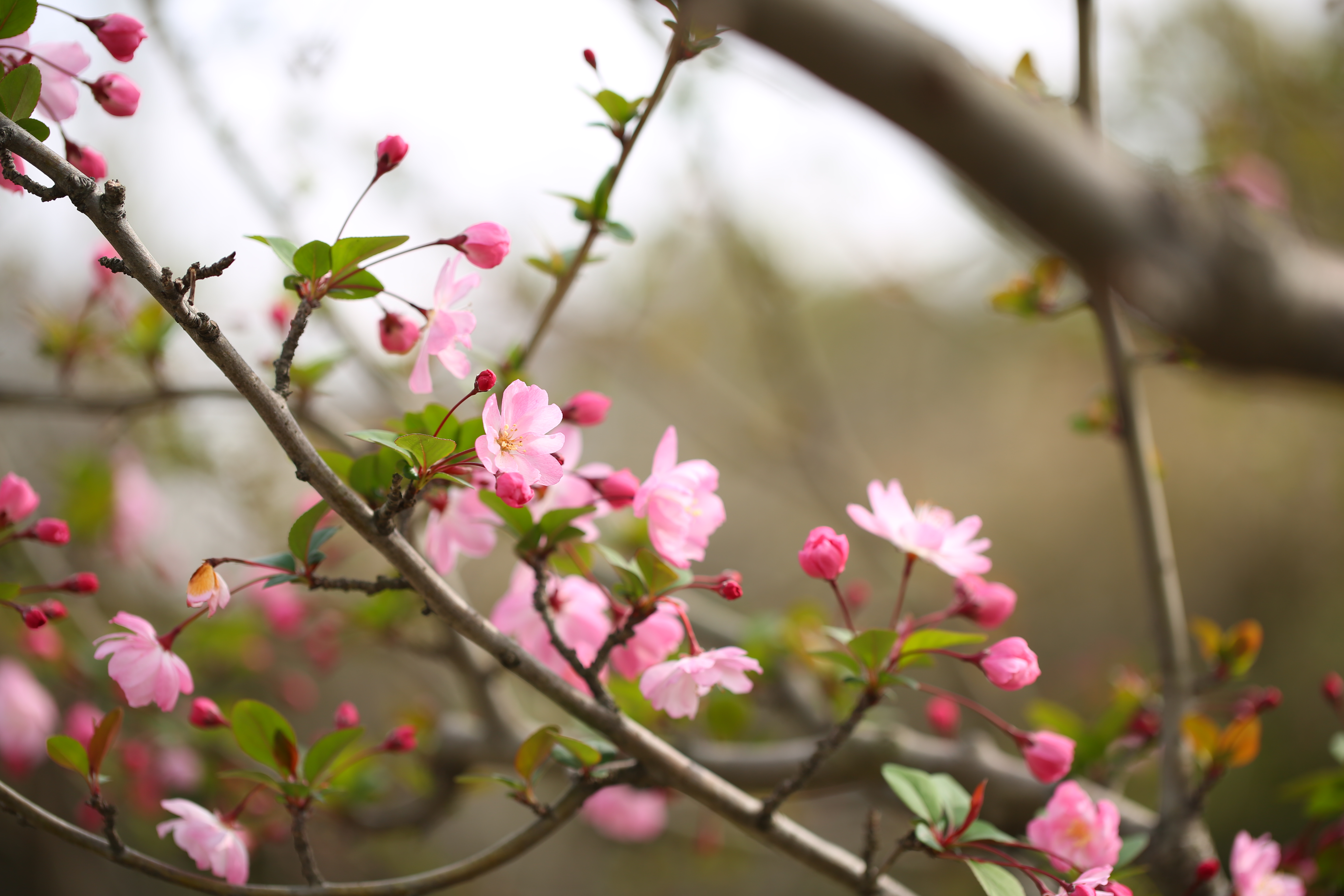一年之計(jì)在于春，春天是養(yǎng)肺的黃金期，養(yǎng)肺潤(rùn)肺就吃它！(圖1)